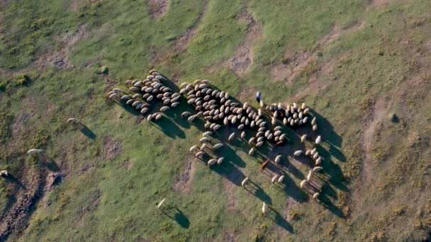 Shepherd Grazing Her Sheep Edirne — Stock Video