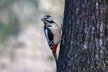 Ağaçkakan ilginç bir şekilde ağaç gövdesine bakıyor, Büyük Benekli Ağaçkakan, Dendrocopos Major