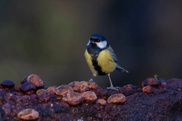 Cute Little Bird Yellow Black Colors Great Tit Parus Major — Stock Photo, Image