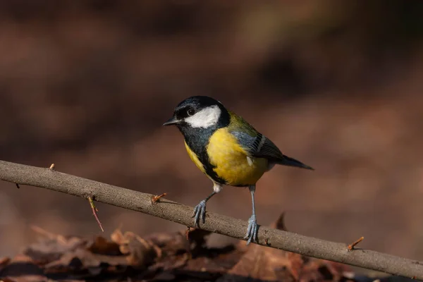 Cute Little Bird Yellow Black Colors Great Tit Parus Major — Stok fotoğraf