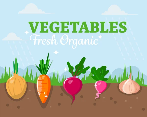 Környezetbarát Zöldségek Kertben Egészséges Élelmiszer Mezőgazdasági Termékek Koncepciója Vektorillusztráció — Stock Vector