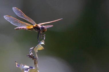 Koyu bir arka planda kuru bir çalılıkta turuncu-mor yusufçuk.