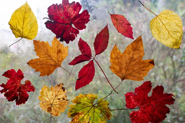 Barevné Listy Jako Symbol Nadcházejícího Podzimu Barevné Podzimní Listí Okně — Stock fotografie
