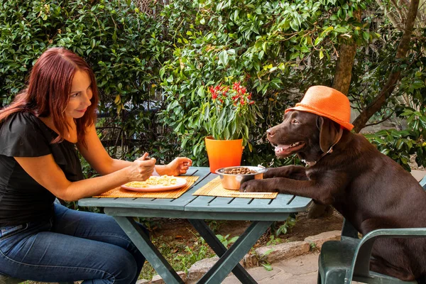 woman having dinner at the table with a dog wearing a hat, comic photo, dogs as humans