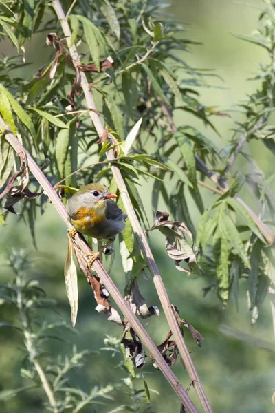 Japanisches Nachtigallenküken Auf Einem Grünen Zweig Sommer — Stockfoto