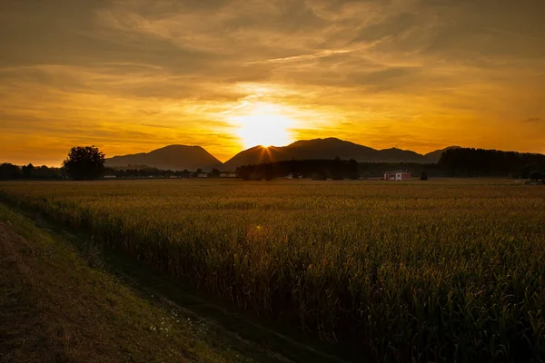 Belo Pôr Sol Outono Sobre Milho — Fotografia de Stock