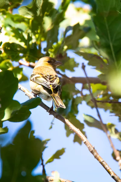 Осенью Мелкая Птичка Дубовой Ветке — стоковое фото