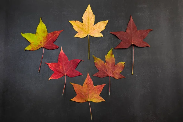 Odstíny Podzimu Pestrobarevné Podzimní Javorové Listy Černém Pozadí Horní Pohled — Stock fotografie