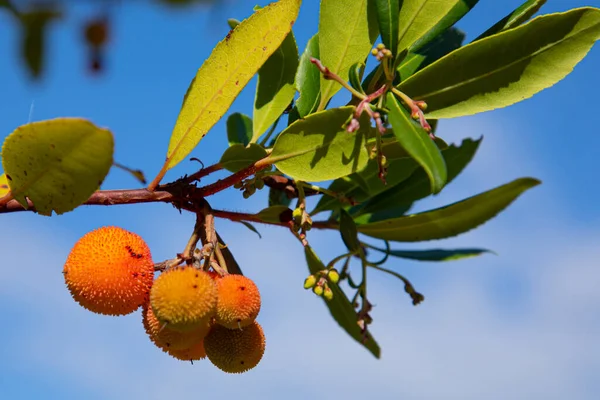 Close up of strawberry tree fruits on a branch against a blue sky
