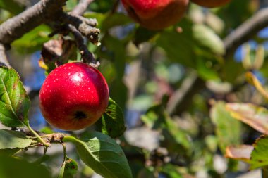 Dağlarda bir elma ağacında küçük kırmızı bir elma