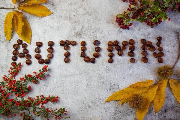 Надпись "осень" из каштанов на белом деревенском фоне, украшенная желтыми осенними листьями и лесными ягодами