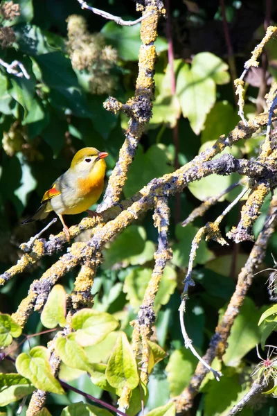 Rossignol Japonais Multicolore Sur Une Branche Arbre Avec Une Abeille — Photo