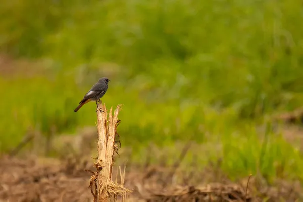 Pájaro Rojizo Negro Phoenicurus Ochruros Sobre Cáñamo Seco Otoño — Foto de Stock
