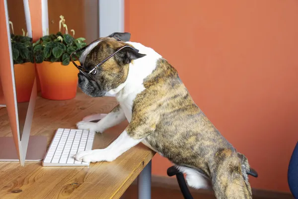 Söt Boston Terrier Med Glasögon Fungerar Vid Datorn Som Person — Stockfoto