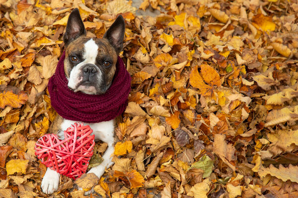 Funny Boston Terrier in a scarf with a red heart an autumn park surrounded by yellow leaves 