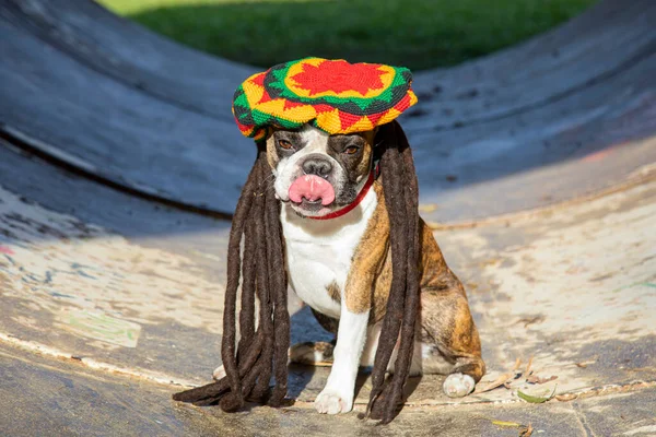 Funny Boston Terrier Colored Beret Pigtails Style Bob Marley — Stock Photo, Image