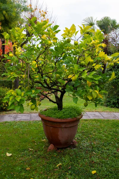 Bahçedeki seramik bir tencerede limon ağacı