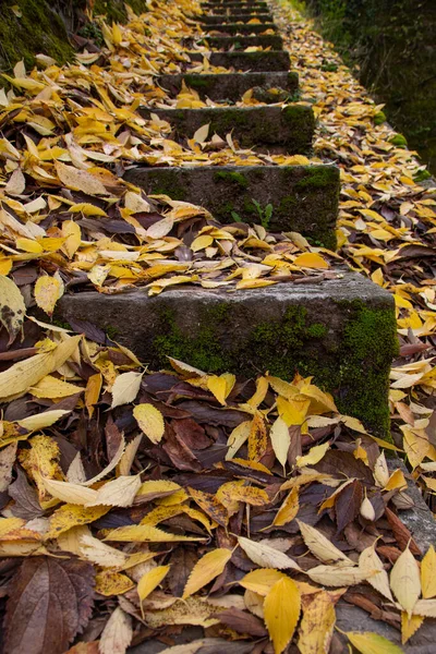 Antik Lépcső Lehullott Sárga Őszi Levelek — Stock Fotó