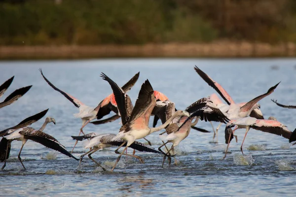 Assustado Com Algo Rosa Flamingos Correr Antes Decolar — Fotografia de Stock