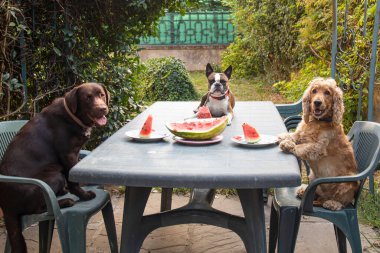 Üç köpek, Labrador, Cocker spaniel ve Boston terrier büyük bir masada karpuz yiyorlar.