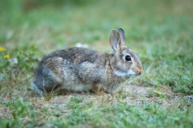 Çimlerin üzerinde vahşi bir tavşan