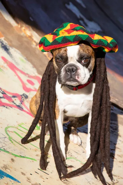 Funny Boston Terrier Colored Beret Pigtails Style Bob Marley — Stock Photo, Image