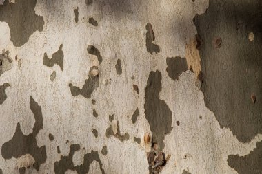 Kamuflaj düzlem ağacı deseni, çınar ağacı kabuğu arka plan