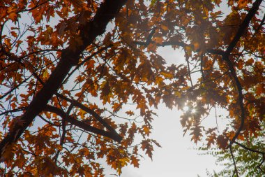 Sonbahar meşe yaprakları gökyüzüne karşı