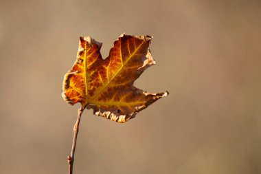 Bulanık bej arkaplanda sarı sonbahar çınar yaprağı