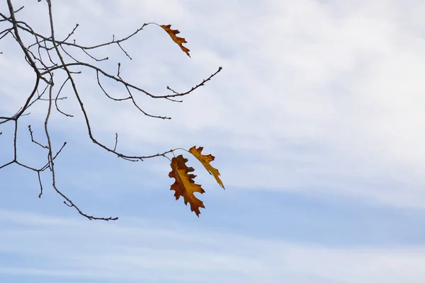 Őszi Tölgyfa Levelek Száraz Ágakon Kék Ellen Késő Ősszel — Stock Fotó
