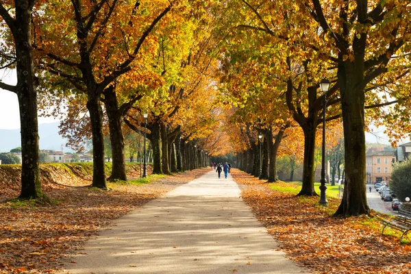 Stadsmuren Van Lucca Herfst — Stockfoto