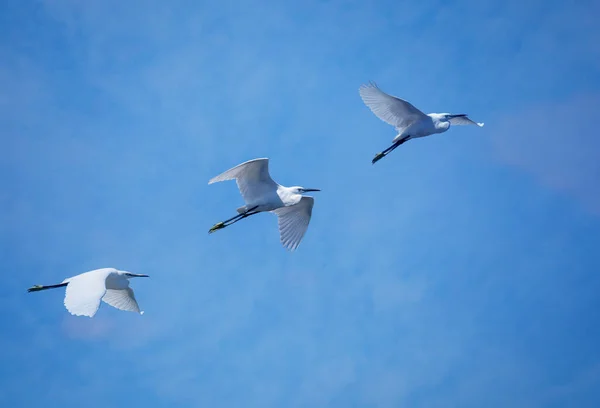 Tre Små Egrets Flykt Mot Den Blå Himlen Toscana — Stockfoto