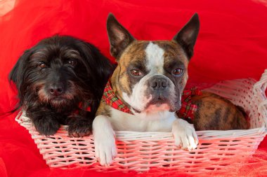 Boston Teriyeri ve Küçük Schnauzer 'den iki köpek kırmızı arka planda beyaz bir sepette oturuyorlar.