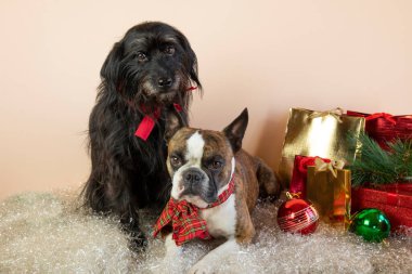 İki köpek Boston Teriyeri ve küçük Schnauzer hediyelerin, topların ve yapay karın yanında. Köpeklerden mutlu Noeller.