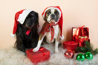 Boston Terrier ve Noel Baba şapkalı küçük Schnauzer köpekleri hediyelerin, topların ve yapay karın yanında otururlar. Köpeklerden mutlu Noeller.