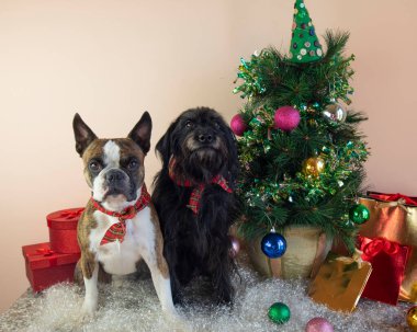 Boston Teriyeri ve küçük Schnauzer 'in yanında süslü bir Noel ağacı, hediyeler, balolar, yapay kar. Köpeklerden mutlu Noeller.
