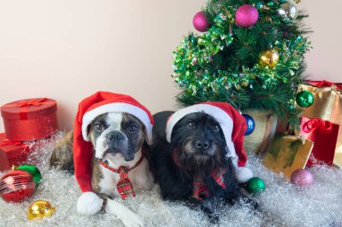 İki Boston Teriyeri ve Noel Baba şapkalı küçük Schnauzer süslü küçük bir Noel ağacının yanında oturuyor. Hediyeler, toplar, yapay kar. Köpeklerden mutlu Noeller.