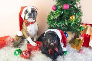 İki Boston Teriyeri ve Noel Baba şapkalı küçük Schnauzer süslü küçük bir Noel ağacının yanında oturuyor. Hediyeler, toplar, yapay kar. Köpeklerden mutlu Noeller.