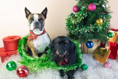İki Boston Teriyeri ve küçük Schnauzer süslü bir Noel ağacının yanında hediyeler, balolar, süsler, yapay kar. Köpeklerden mutlu Noeller.