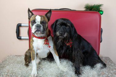 Kırmızı bavulun yanında iki küçük köpek. Noel tatilinde köpeklerle seyahat kavramı