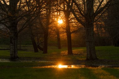 Işık ve gölgeler oyunu, sonbaharın sonlarında akşam ormanındaki bir su birikintisinde güneş yansıması.