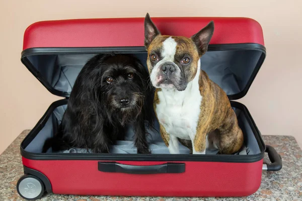 Kırmızı çantada iki küçük köpek. Köpeklerle seyahat kavramı