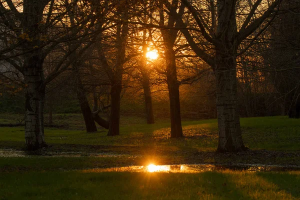 Işık ve gölgeler oyunu, sonbaharın sonlarında akşam ormanındaki bir su birikintisinde güneş yansıması.