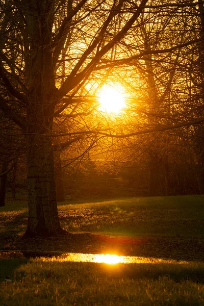 Jogo Luz Sombras Reflexão Sol Uma Poça Floresta Noite Final — Fotografia de Stock