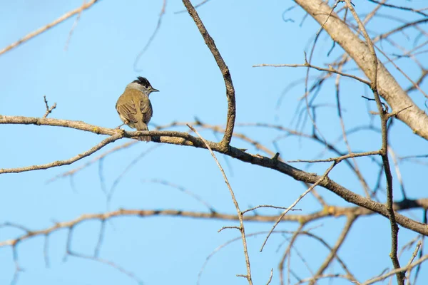 Blackcap Pássaro Ramo Uma Floresta Inverno — Fotografia de Stock