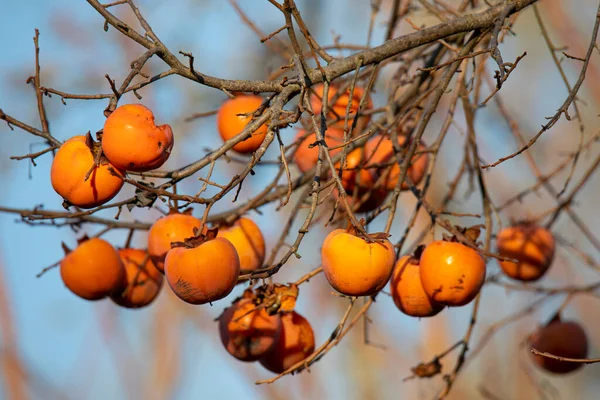 Branches Ripe Persimmons Blue Sky — Stock Photo, Image