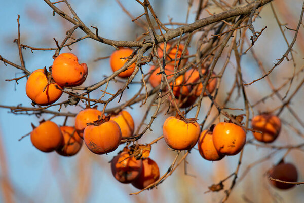 ветви с спелыми хурмами против голубого неба