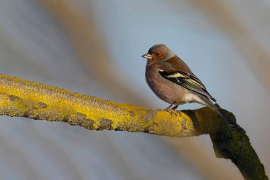 # Kışın dalda rengarenk karidesli kuş #