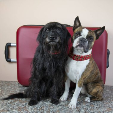 İki köpek, küçük schnauzer ve büyük kırmızı bavullu bir Boston teriyeri. Köpeklerle seyahat kavramı
