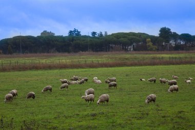 İtalya 'da yeşil bir çayırda koyun sürüsü